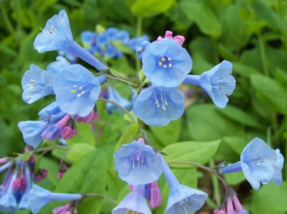 #25. Virginia bluebell
